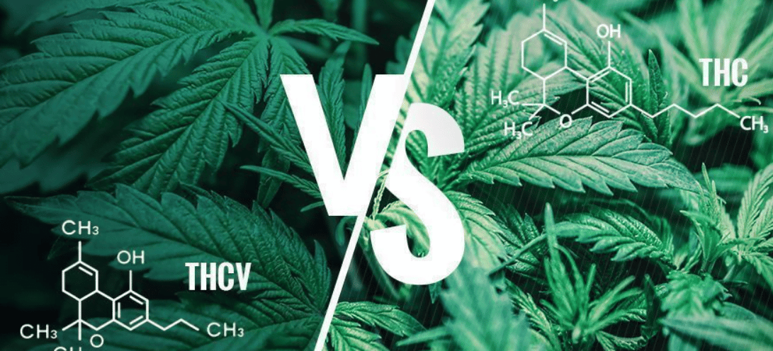 Comparing THCV And THC