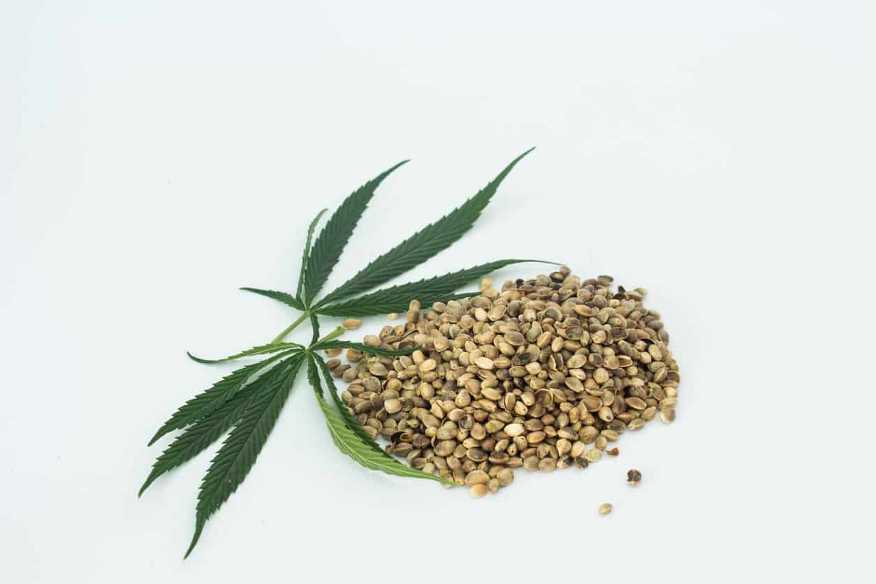 What Are The Benefits Of Cannabis Seeds